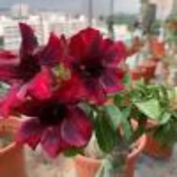 adenium plant (2)-7203327-84310.webp